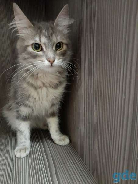 Котенок ищет дом, фотография 1