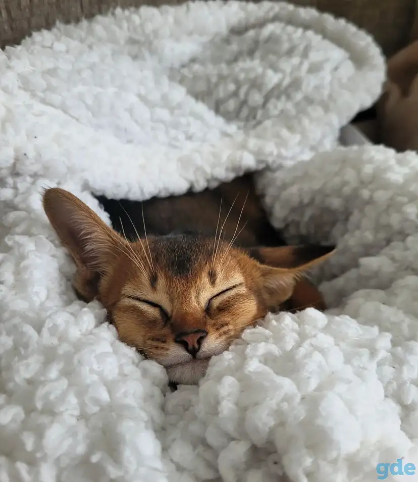 Абиссинские котята, фотография 6