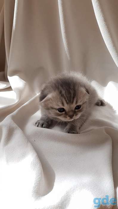 Шотландские котята, фотография 2