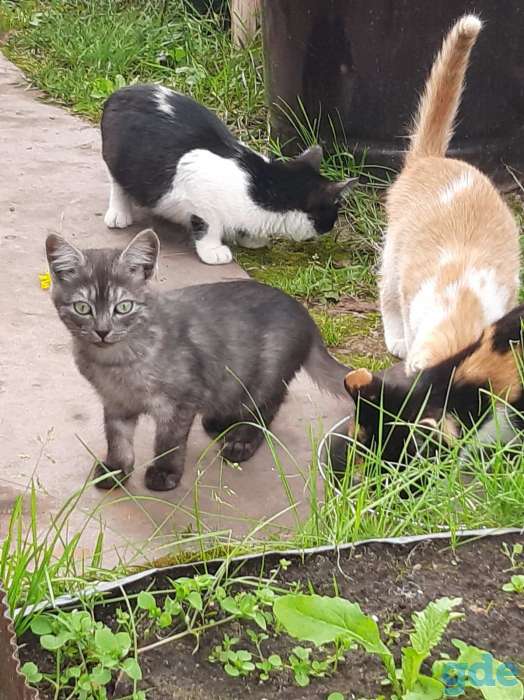Котята в добрые руки, фотография 2