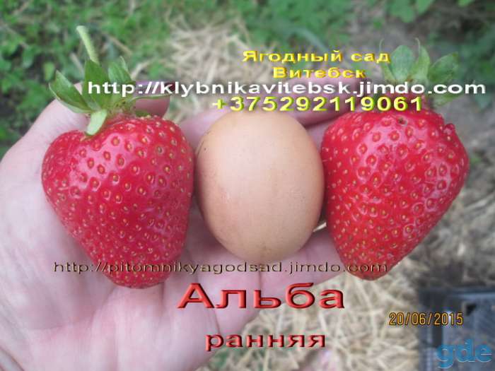 CАЖЕНЦЫ КЛУБНИКИ -50 сортов - купить в Гродно и Могилеве  с питомника, фотография 1
