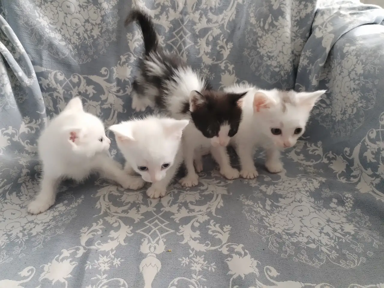 Красивые котята в дар, фотография 6
