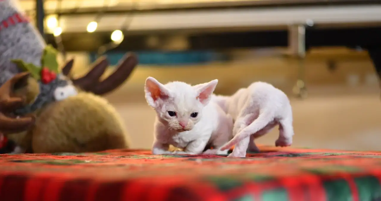 Котята Девон Рекс, фотография 4