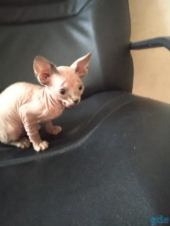 Канадский сфинкс котята, фотография 4