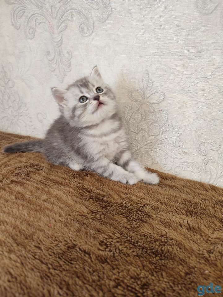 Продаю, фотография 5