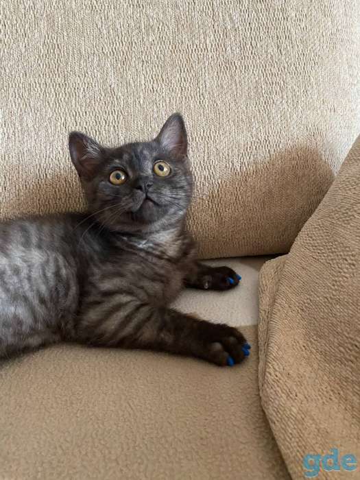 Британский короткошерстый котенок, фотография 5