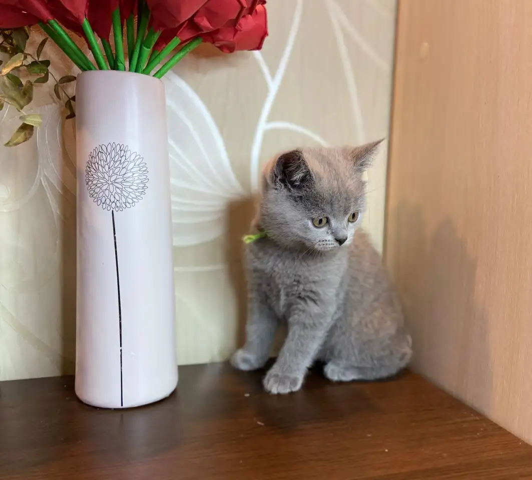 Британские котята, фотография 9