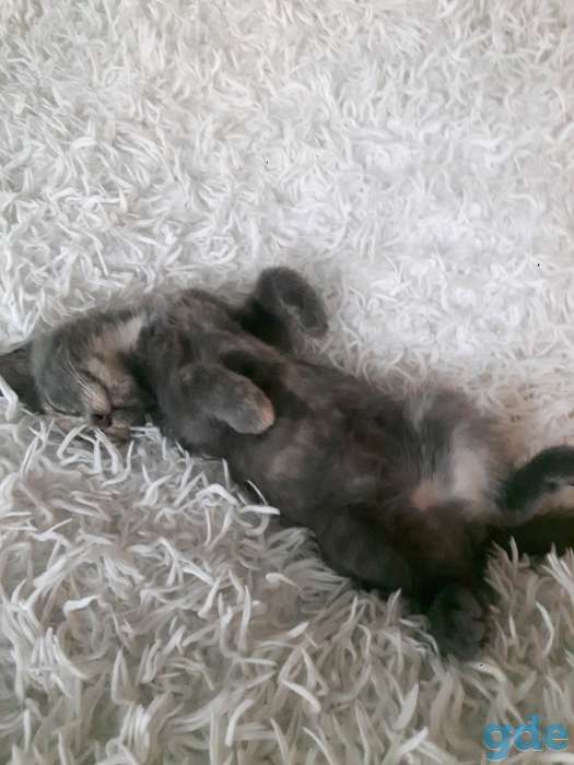 Котенок ищет срочно дом и семью, фотография 2