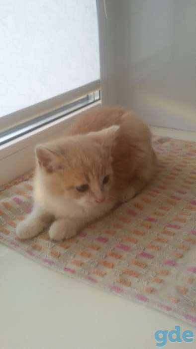 Котенок в дар, фотография 5