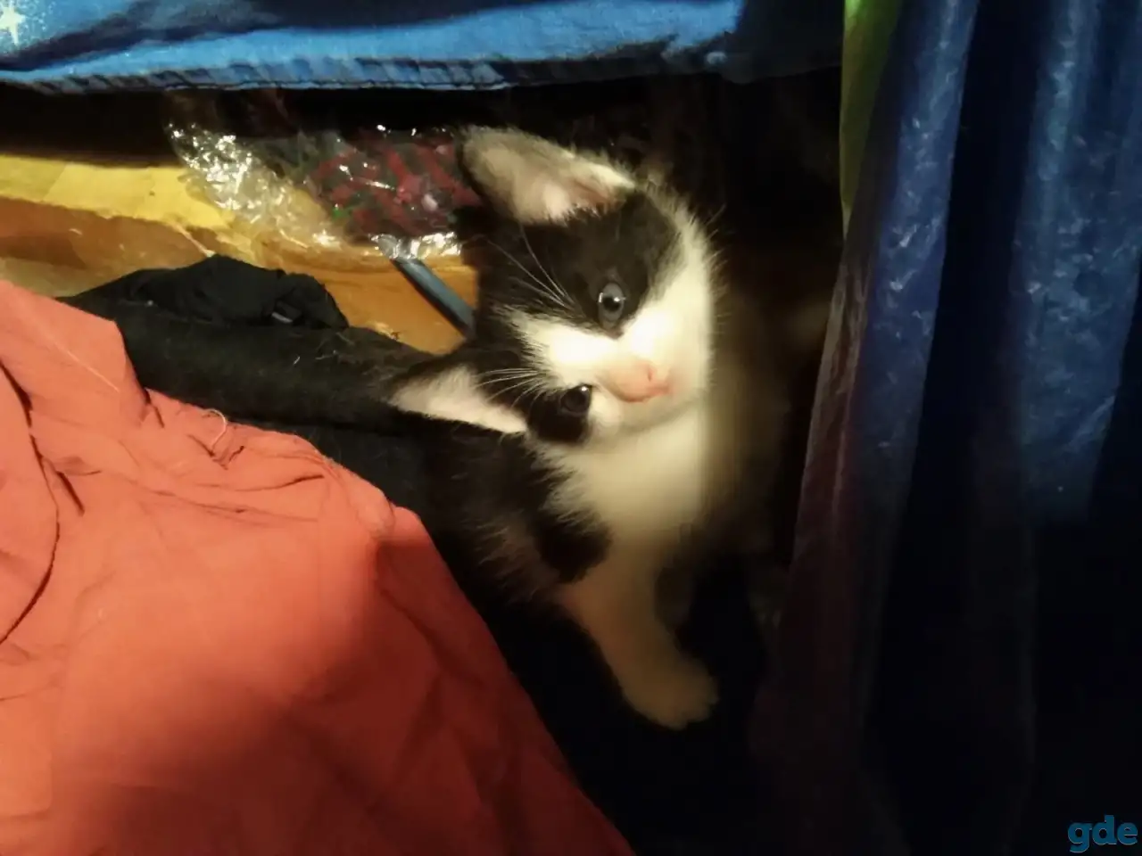 Котята, фотография 4