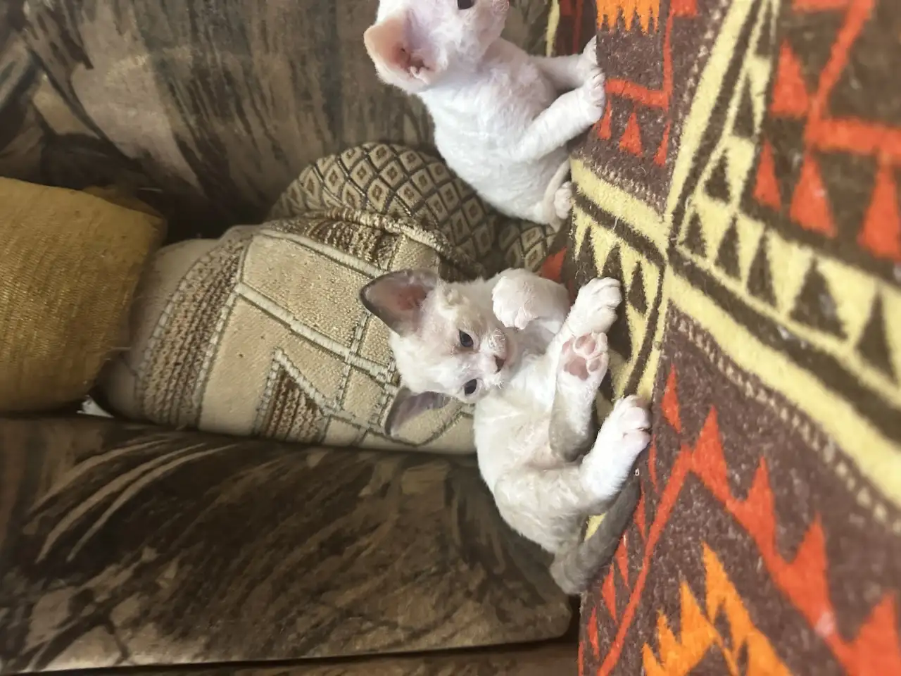 Котята Девон рекс, фотография 9
