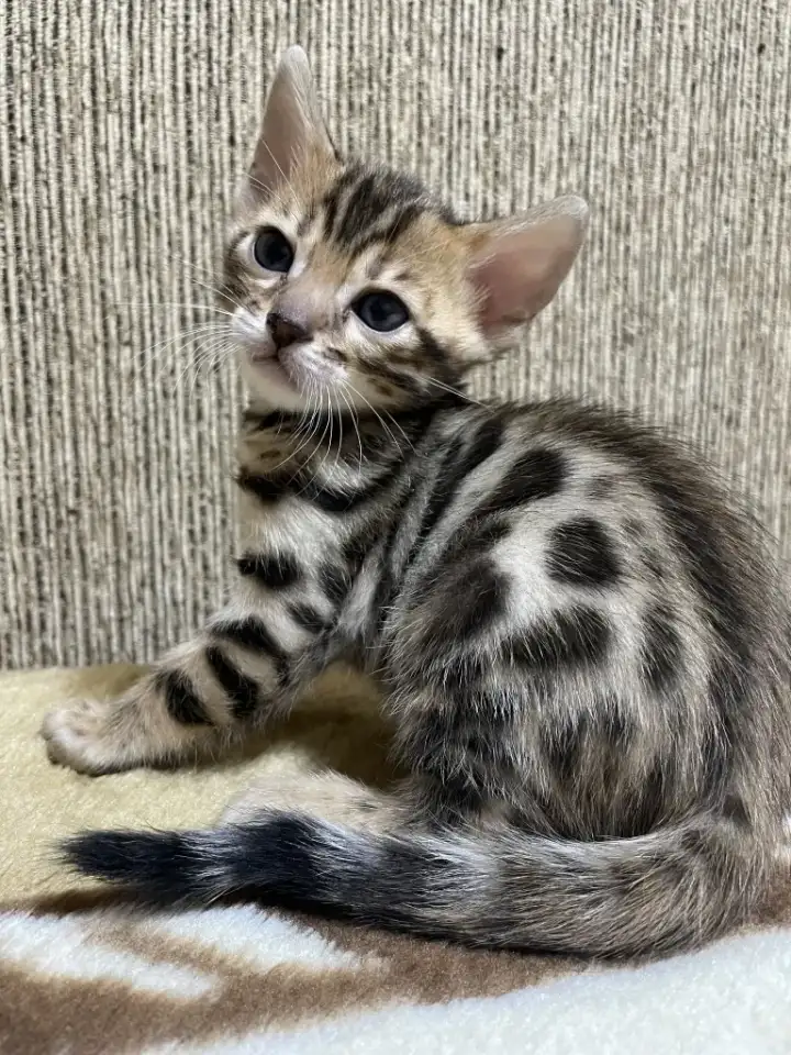 Котята бенгалы, фотография 4