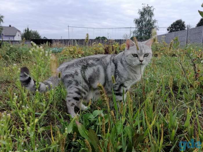 Чистокровные шотландские короткошерстные котята, фотография 3