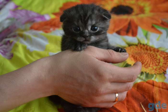 Шотландский вислоухий котёнок, фотография 4