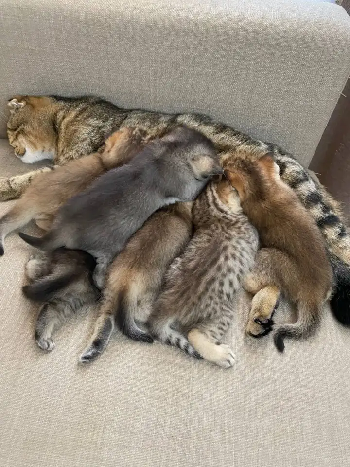 Шотландские котята, фотография 7