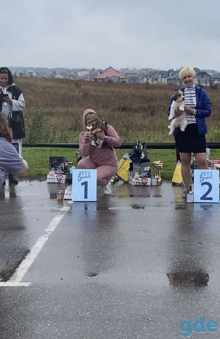 Высокопородный щенок йоркш терьера от Чемпиона, фотография 1