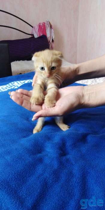 шотландские котята, фотография 7