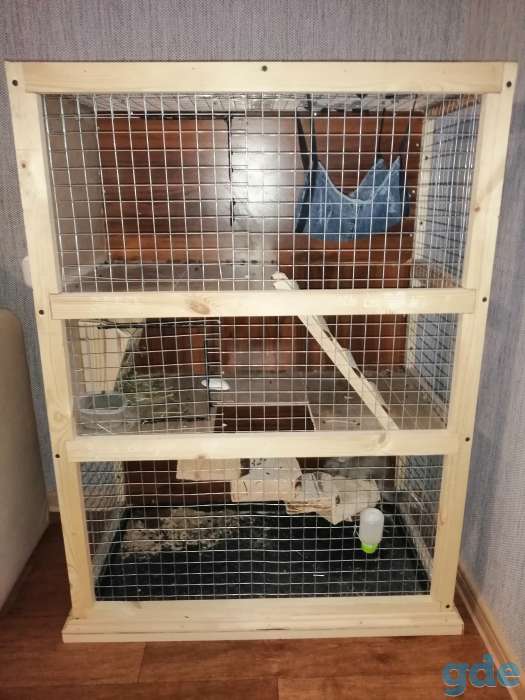 Продам шиншилу, фотография 3