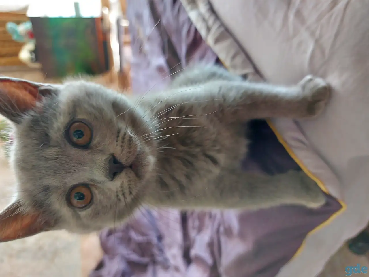 Британские котята, фотография 3