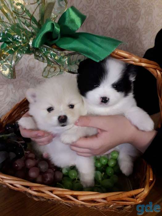 Померашки_очаровашки, фотография 1
