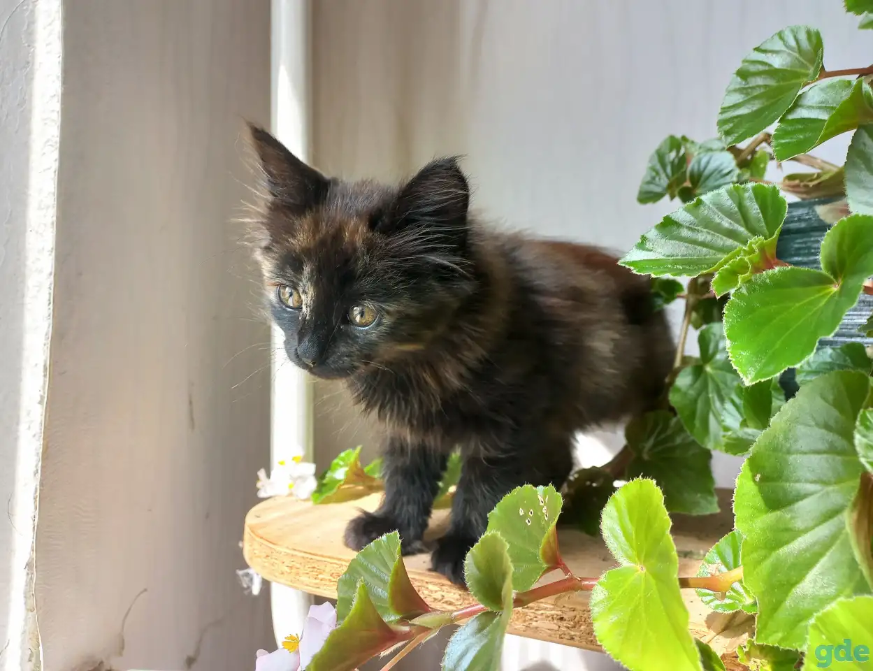 Котейка, фотография 2