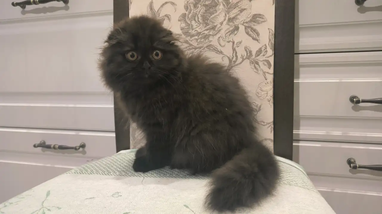 Шотландский котёнок, фотография 5