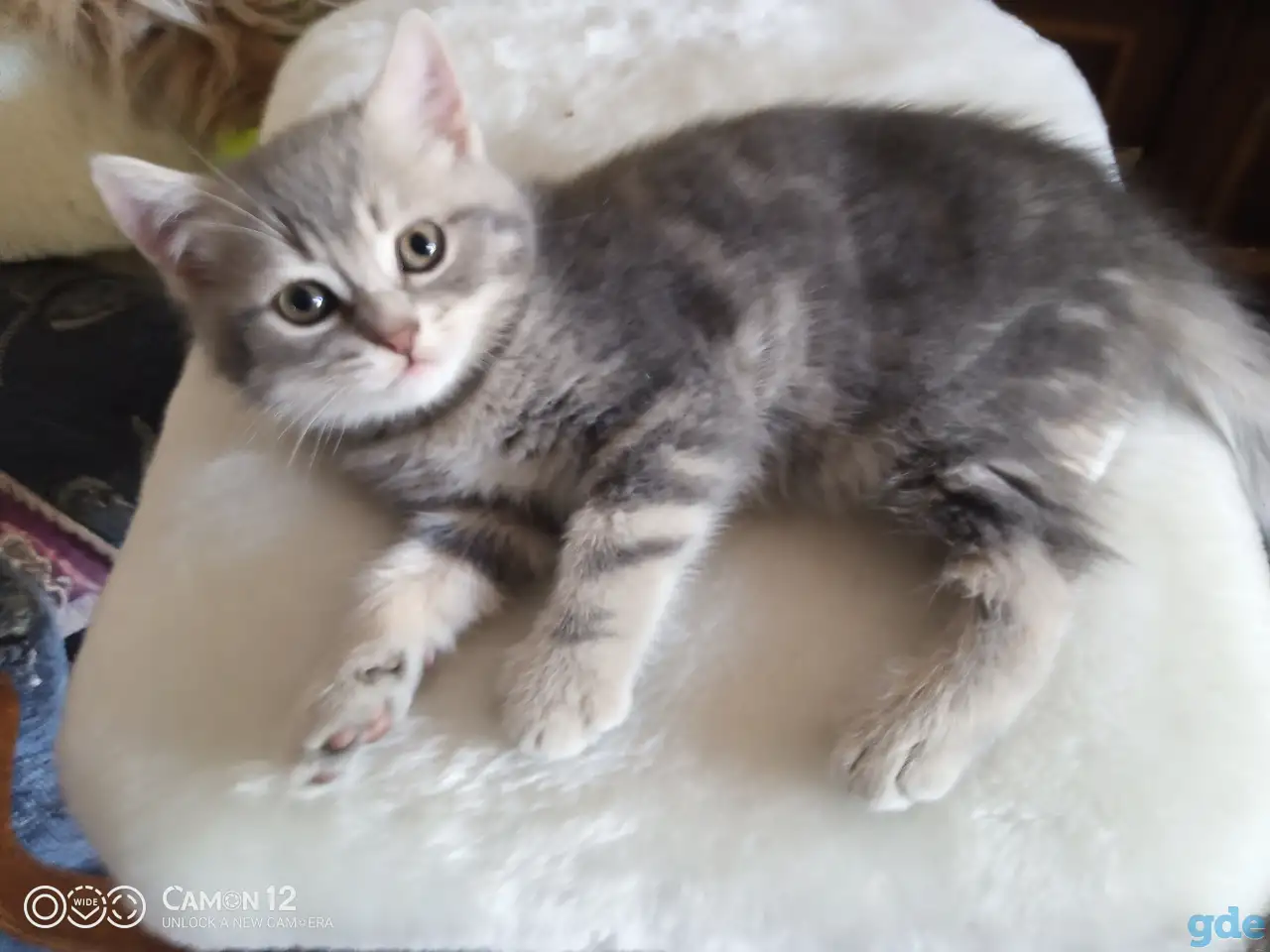 Котенок, фотография 1