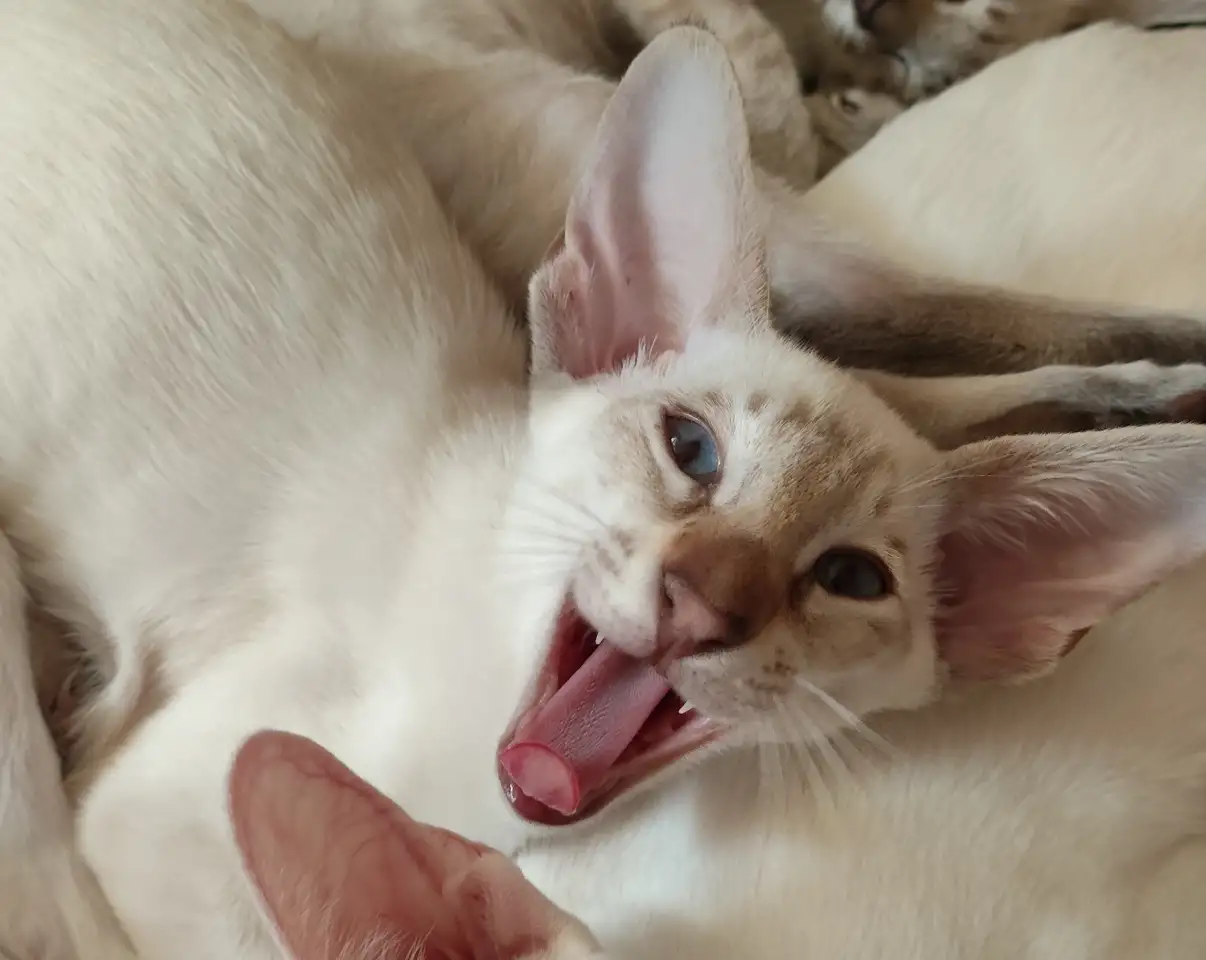 Ориентальные котята, фотография 2