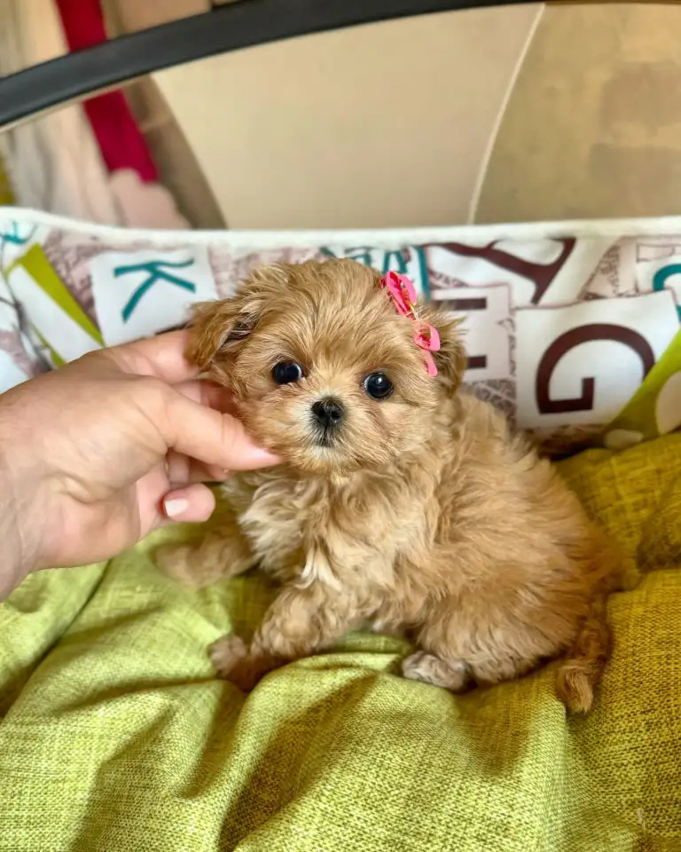 мини мальтипу ф1 девочка и мальчик  maltipoo f1 girl, фотография 7