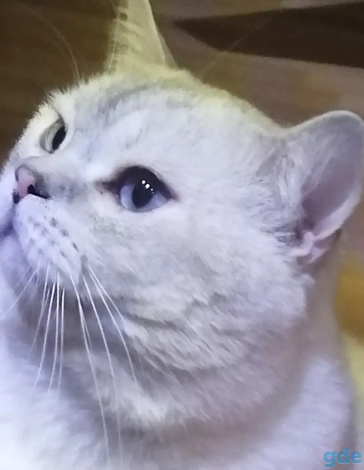 Шотландский кот вязка, фотография 2