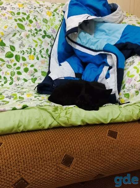 Котенок ищет дом или передержку срочно, фотография 3