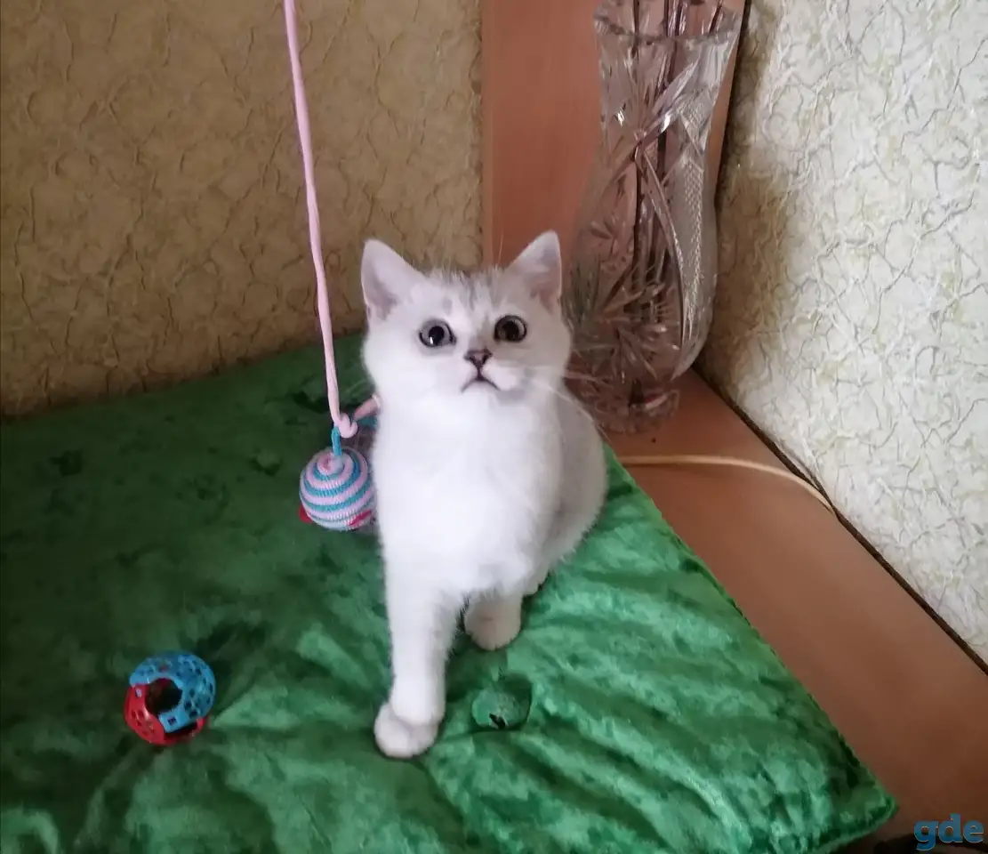 Британские котята, фотография 2