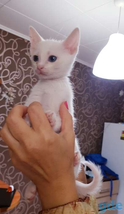 Котята бесплатно., фотография 5
