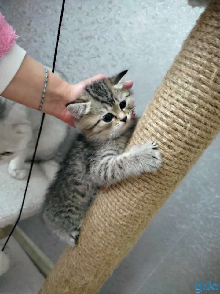 Шотландские котята, фотография 3