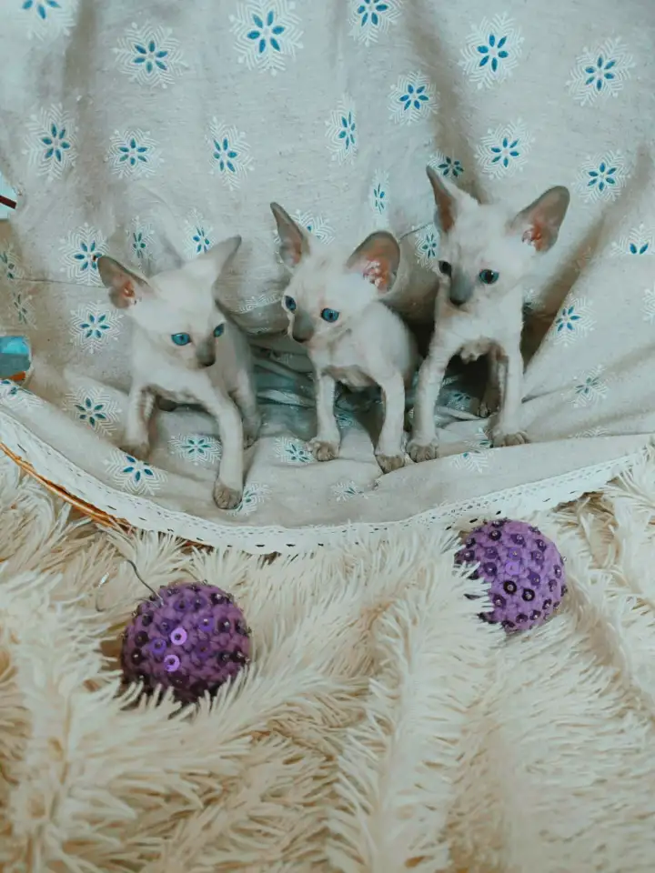 Котенок корниш-рекс, фотография 5