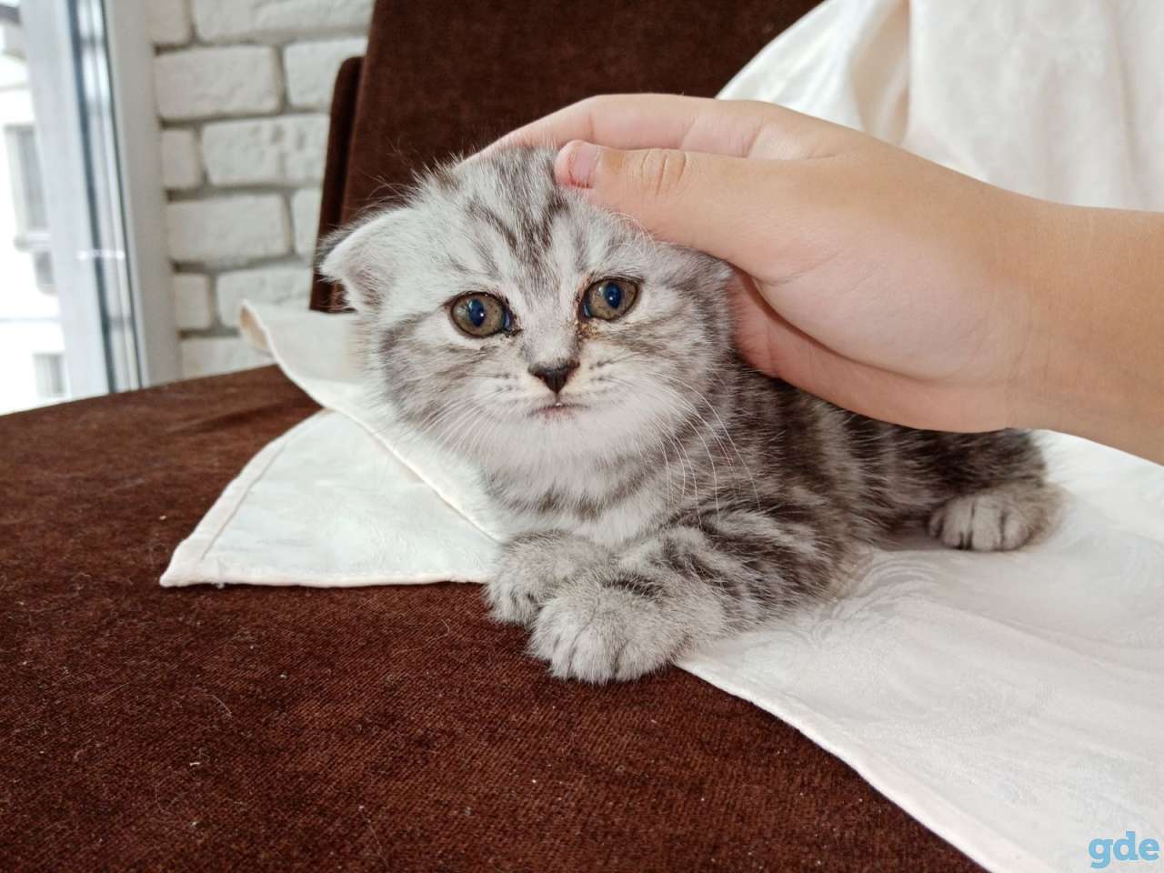 Продаю вислоухих шотландских котят, фотография 2