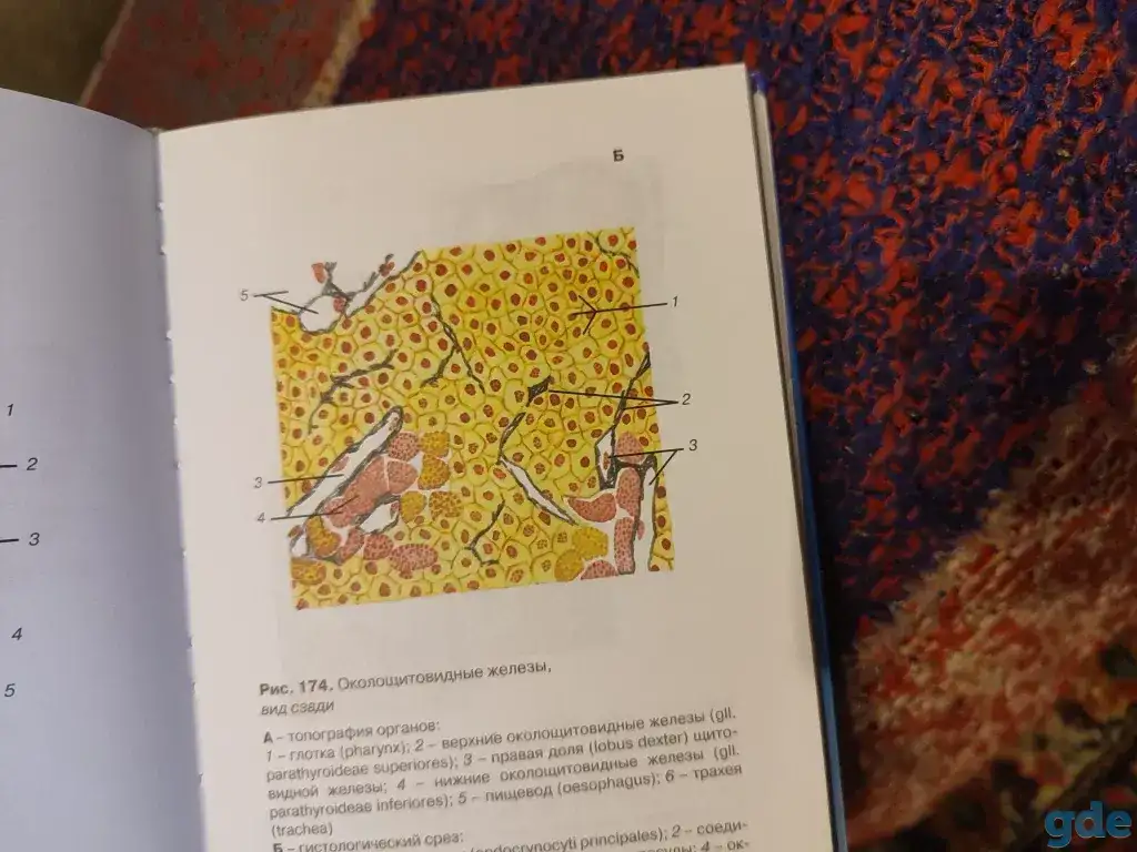 Учебник по анатомии и физиологии для медицинских вузов, фотография 1