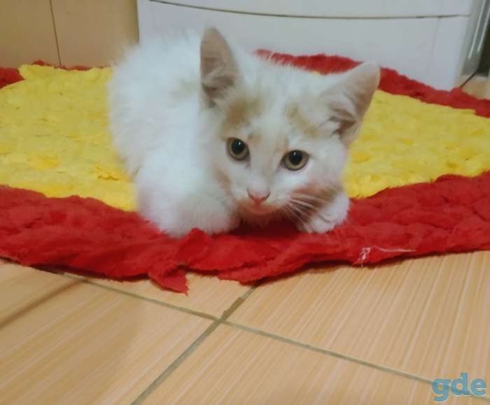 Котята, фотография 1