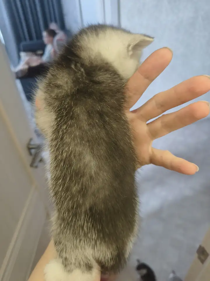 Шотландские котята, фотография 6