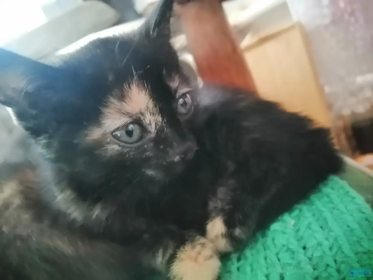 Котенок кошечка 1,5 мес Тигровый окрас, фотография 5