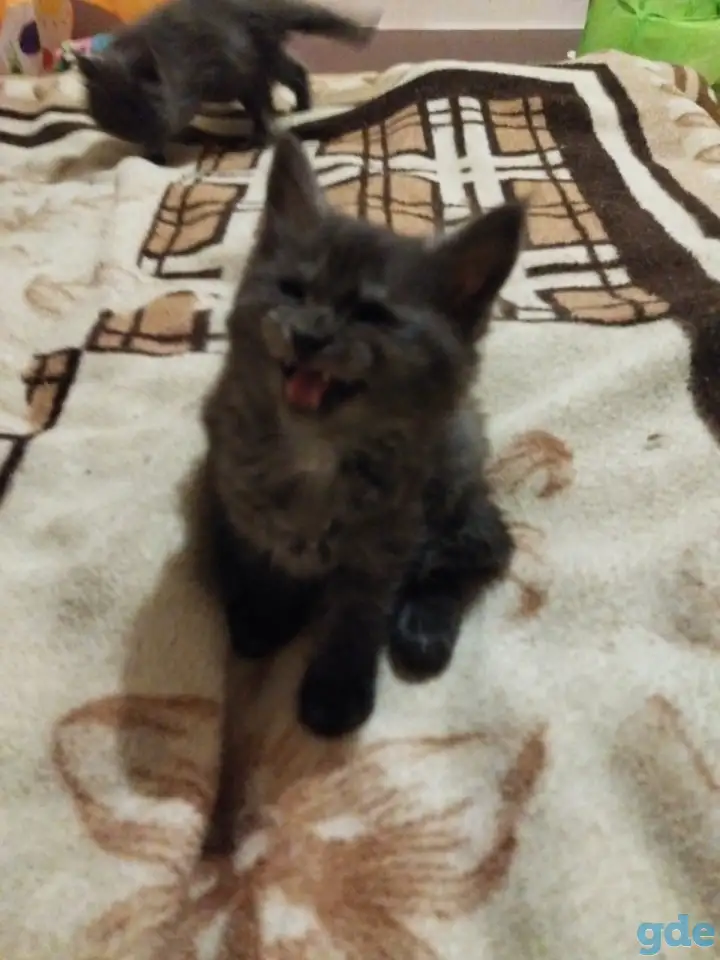 Котята мейн-кун, фотография 3