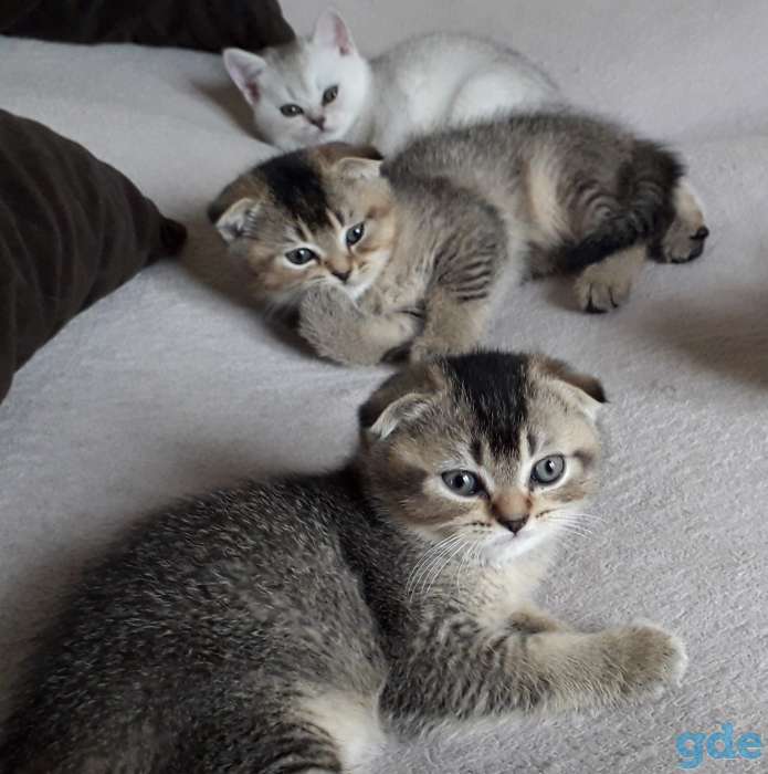 Шотландские котята, фотография 3