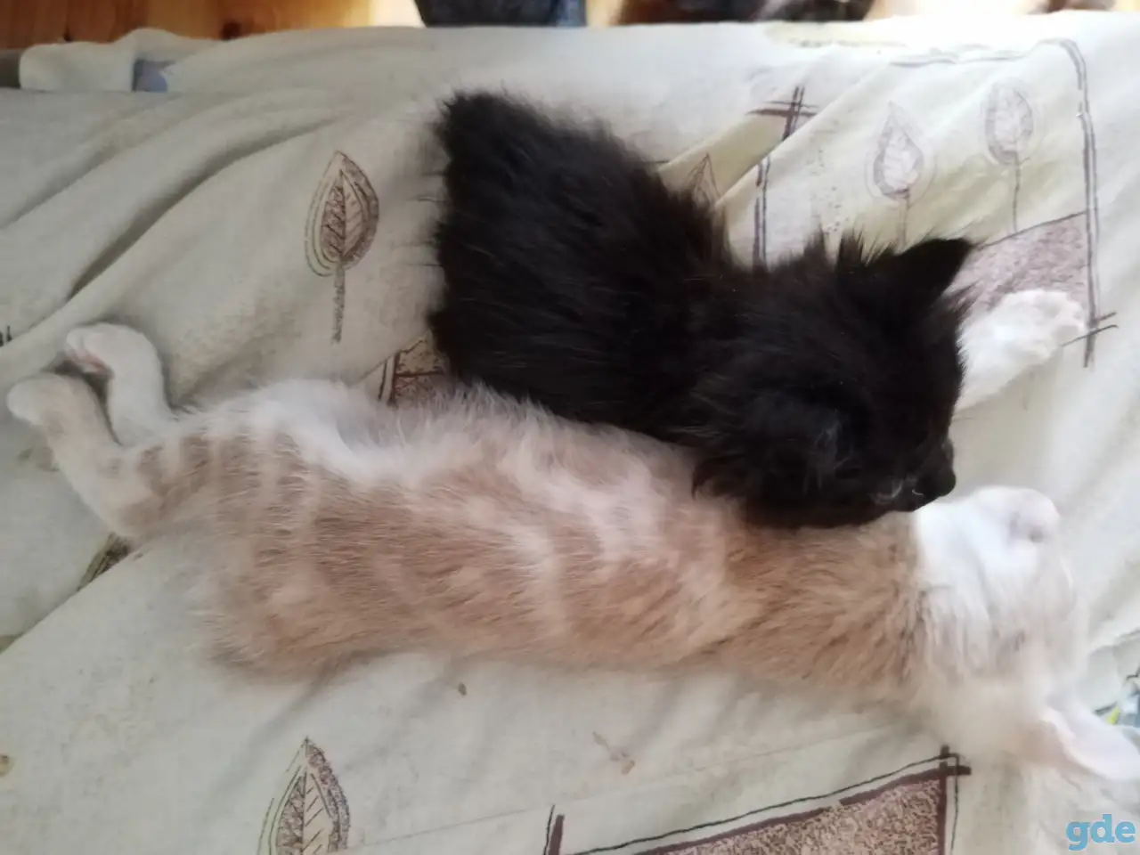 Курильский бобтейл котята, фотография 6