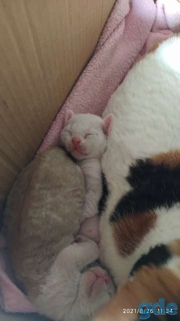 Котята Девон -Рекс, фотография 4