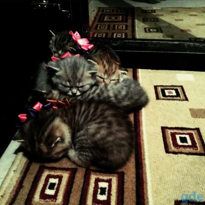 Британские котята, фотография 1