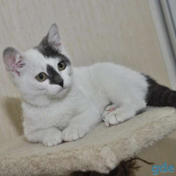 Котенок ищет дом, фотография 2
