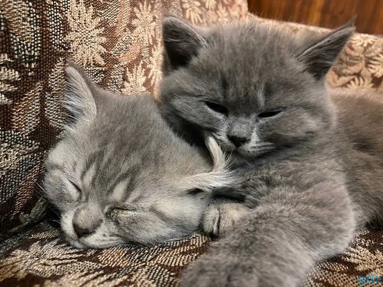 Шотландские котята, фотография 10