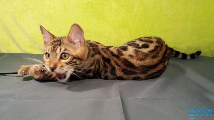 Бенгальский котенок, фотография 4