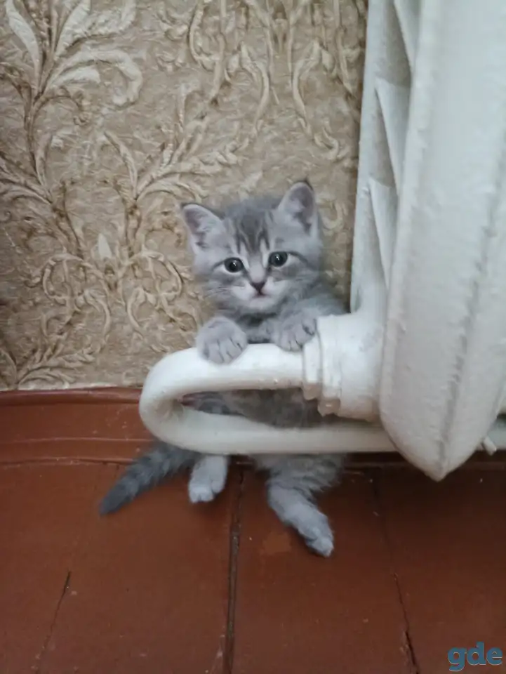 Шотландские котята, фотография 1