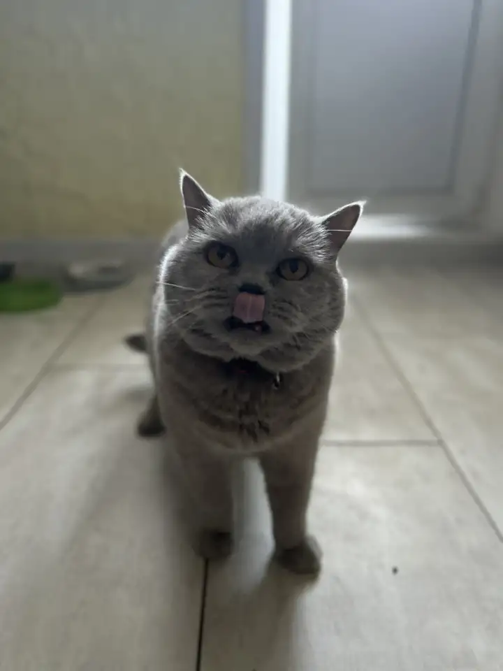 Кошка Мила в добрые руки, фотография 1